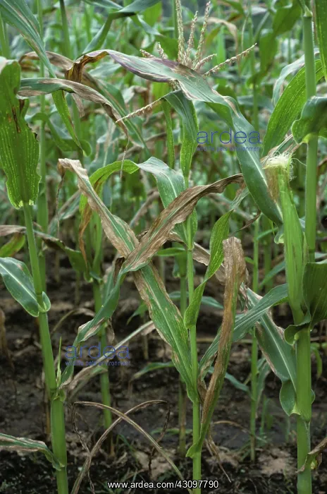 : Corn leaf blight : Corn leaf blight