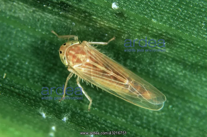 : Corn leafhopper : Corn leafhopper