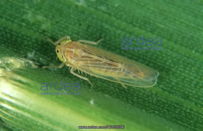 : Corn leafhopper (Dalbulus maidis) : Corn leafhopper (Dalbulus maidis)