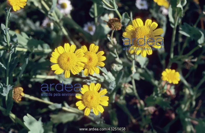 : Corn Marigold : Corn Marigold