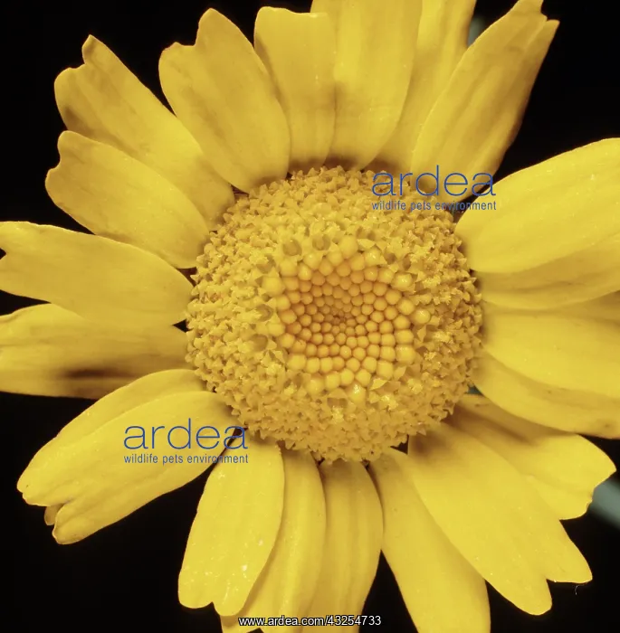 : Corn Marigold : Corn Marigold