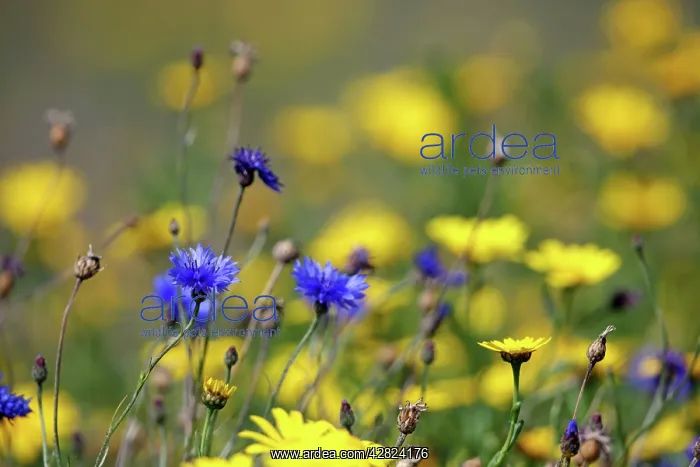  : Corn Marigold - in bloom with Cornflowers - Summer