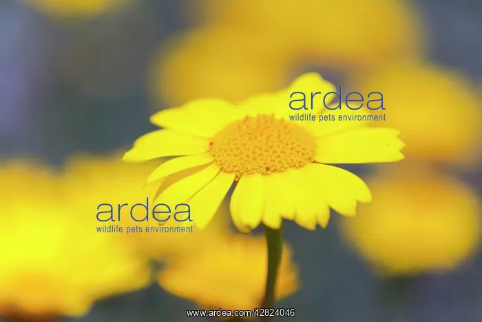 : Corn Marigold - in bloom - Summer : Corn Marigold - in bloom - Summer