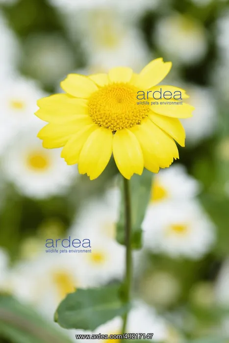 : Corn marigold, Chrysanthemum segetum : Corn marigold, Chrysanthemum segetum