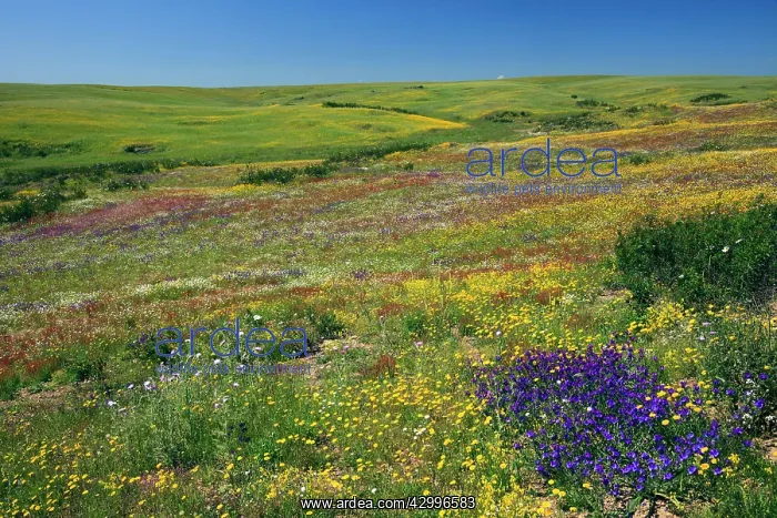 : Corn Marigold - with Purple Viper's Bugloss (Echium : Corn Marigold - with Purple Viper's Bugloss (Echium