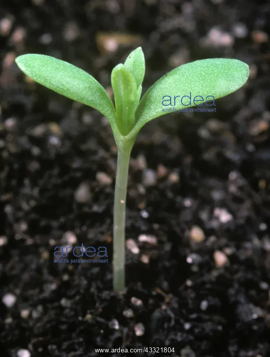 : Corn marigold seedling : Corn marigold seedling