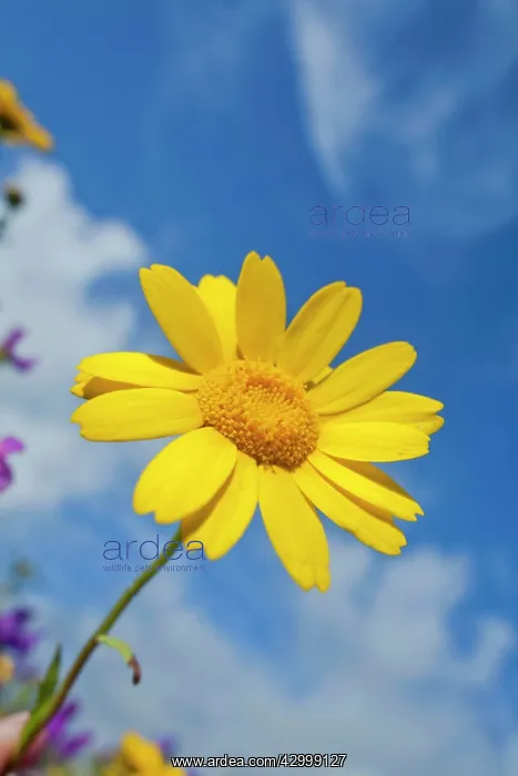  : Corn Marigold - Summer