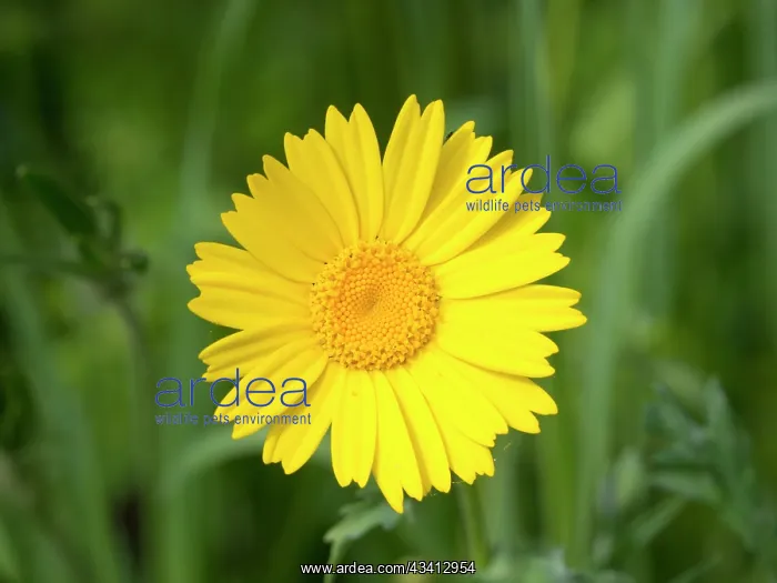 : Corn Marigold - UK : Corn Marigold - UK