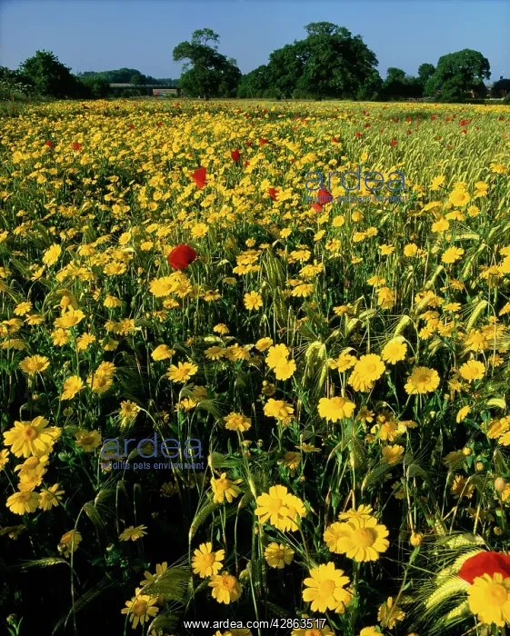 : Corn Marigolds - & Field Poppies : Corn Marigolds - & Field Poppies