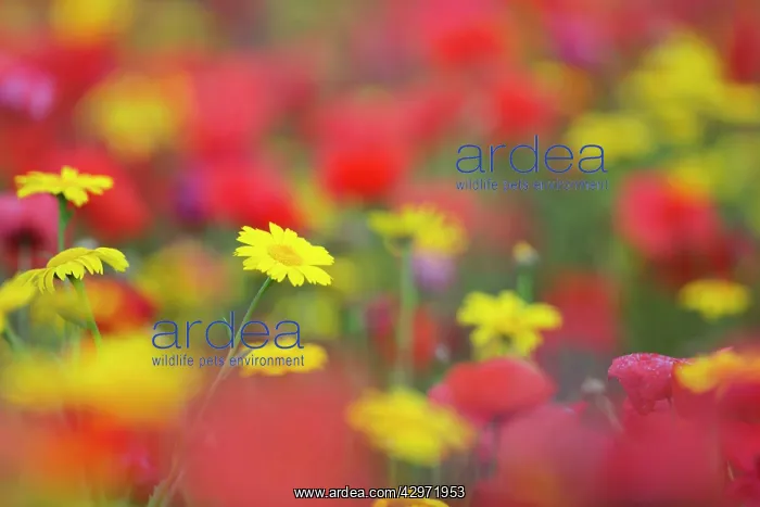 : Corn Marigolds and Poppies (Papaver rhoeas) : Corn Marigolds and Poppies (Papaver rhoeas)