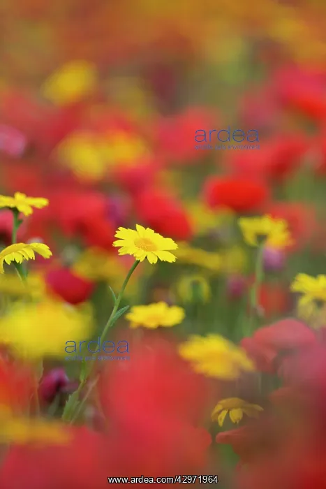 : Corn Marigolds and Poppies (Papaver rhoeas) : Corn Marigolds and Poppies (Papaver rhoeas)