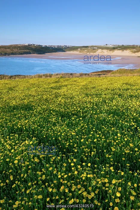 : Corn Marigolds - West Pentire - Cornwall - UK : Corn Marigolds - West Pentire - Cornwall - UK