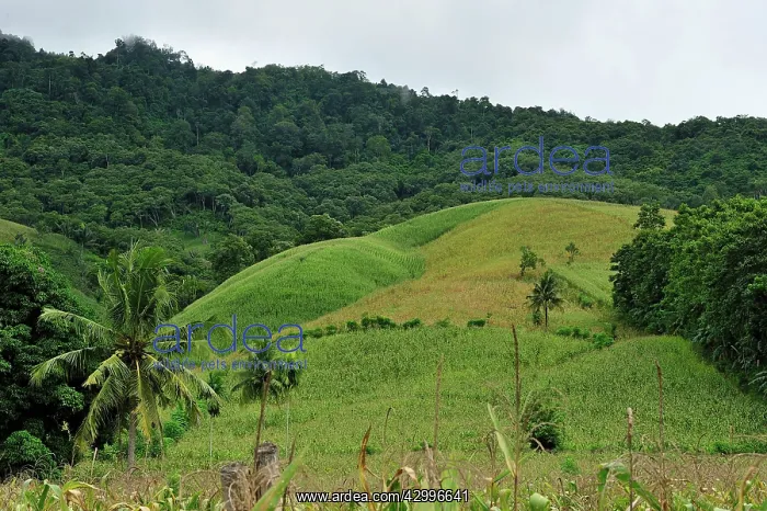  : corn plantation on deforested area