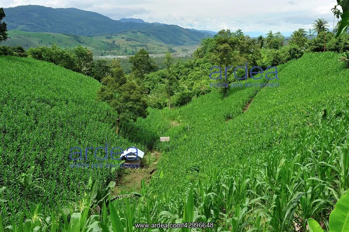 : corn plantation on deforested area : corn plantation on deforested area