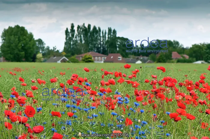 : Corn Poppies and Cornflowers (Centaurea cyanus) : Corn Poppies and Cornflowers (Centaurea cyanus)