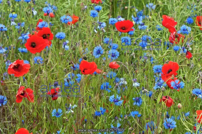 : Corn Poppies and Cornflowers (Centaurea cyanus) : Corn Poppies and Cornflowers (Centaurea cyanus)