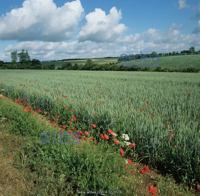 : Corn poppies on margin of wheat crop : Corn poppies on margin of wheat crop