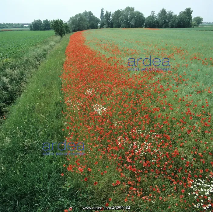 : Corn Poppies and Oilseed Rape crop : Corn Poppies and Oilseed Rape crop