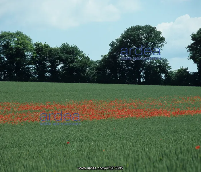 : Corn Poppies in a wheat crop : Corn Poppies in a wheat crop