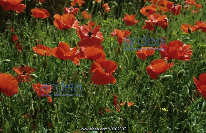 : Corn Poppy : Corn Poppy