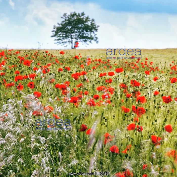 : Corn poppy blossom in a barley field, organic cu : Corn poppy blossom in a barley field, organic cu
