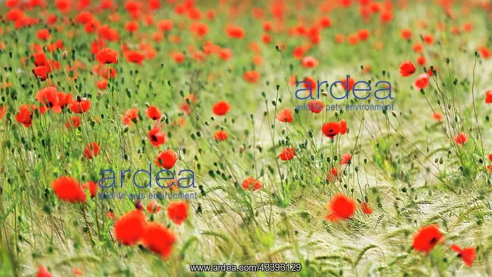 : Corn poppy blossom in a barley field, organic fa : Corn poppy blossom in a barley field, organic fa
