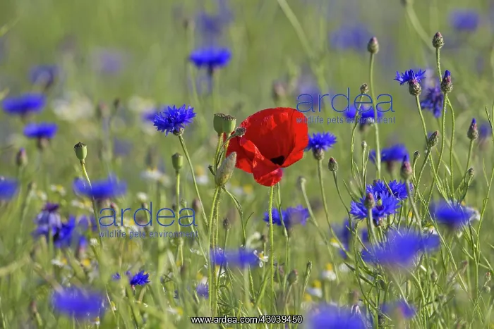 : Corn Poppy and Cornflower : Corn Poppy and Cornflower