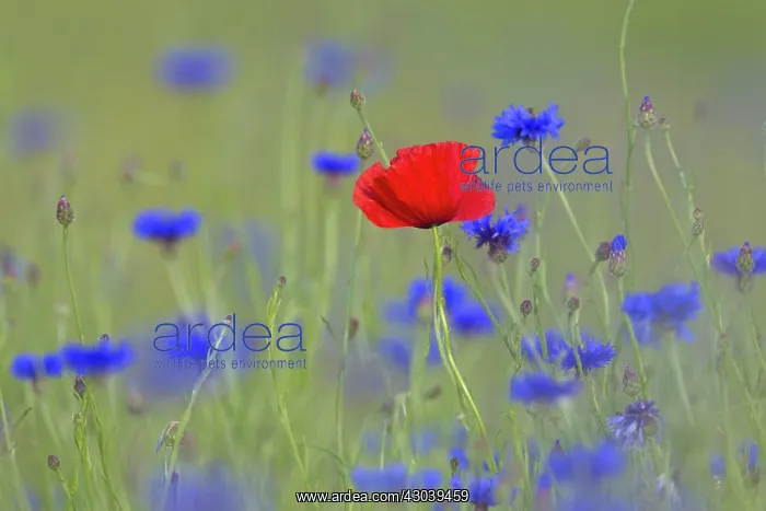 : Corn Poppy and Cornflower : Corn Poppy and Cornflower