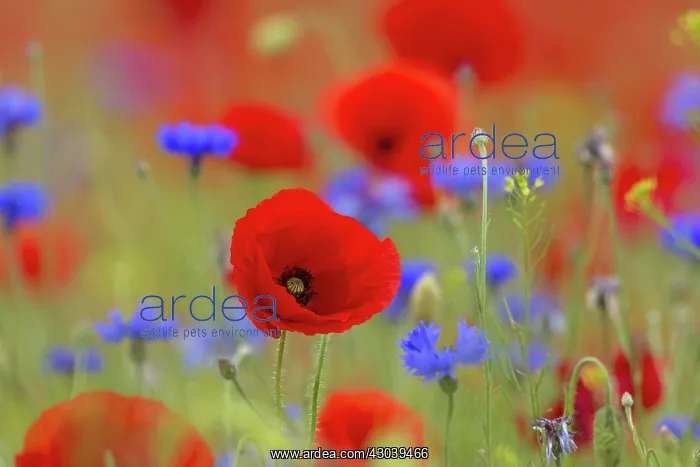: Corn Poppy and Cornflower : Corn Poppy and Cornflower