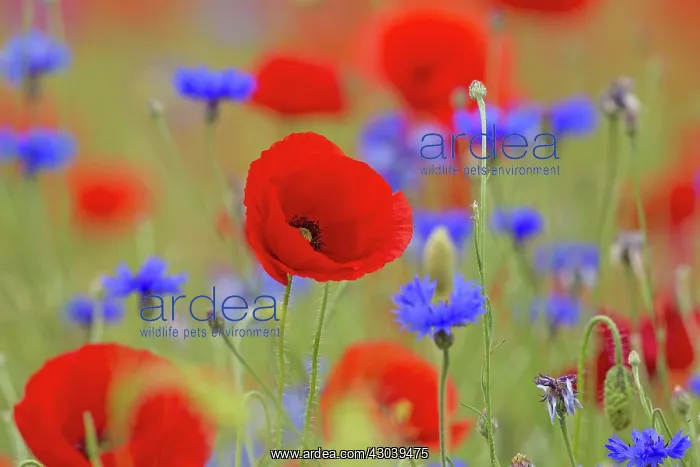 : Corn Poppy and Cornflower : Corn Poppy and Cornflower