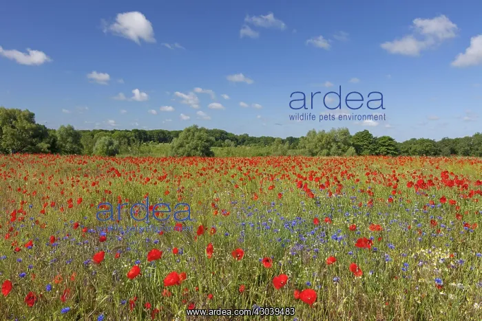 : Corn Poppy and Cornflower : Corn Poppy and Cornflower