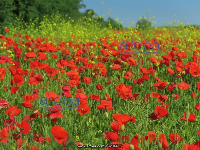 : Corn poppy, field near Ketzin, Havelland, Brandenburg : Corn poppy, field near Ketzin, Havelland, Brandenburg