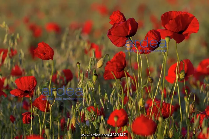 : Corn Poppy (Papaver rhoeas) in a field, Potsdam : Corn Poppy (Papaver rhoeas) in a field, Potsdam