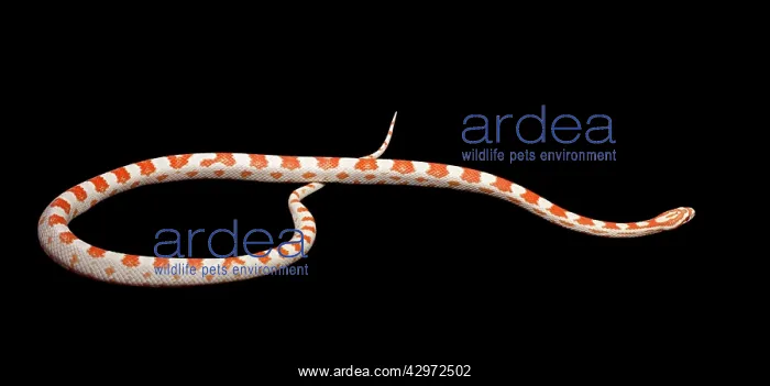 : Corn / Red Rat Snake - Candy cane' mutation : Corn / Red Rat Snake - Candy cane' mutation