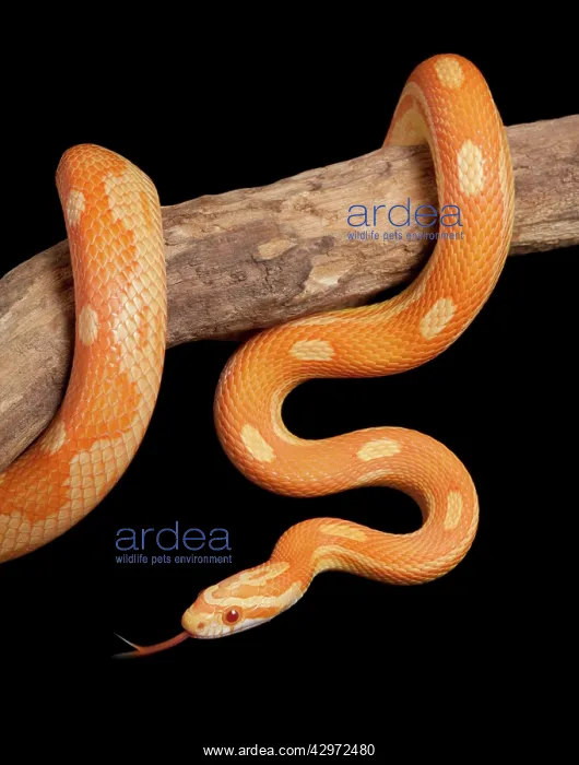 : Corn / Red Rat Snake - Crealmsicle motley' mutation : Corn / Red Rat Snake - Crealmsicle motley' mutation