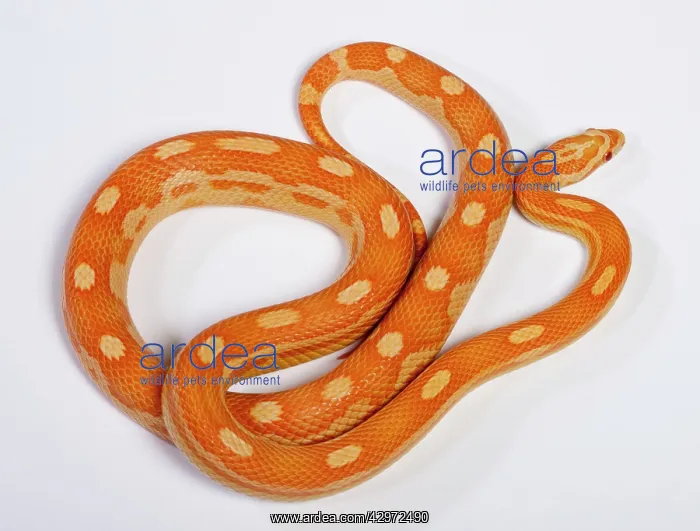  : Corn  /  Red Rat Snake - Crealmsicle motley' mutation