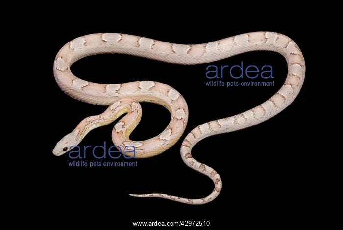 : Corn / Red Rat Snake - ghost bloodred' mutation : Corn / Red Rat Snake - ghost bloodred' mutation