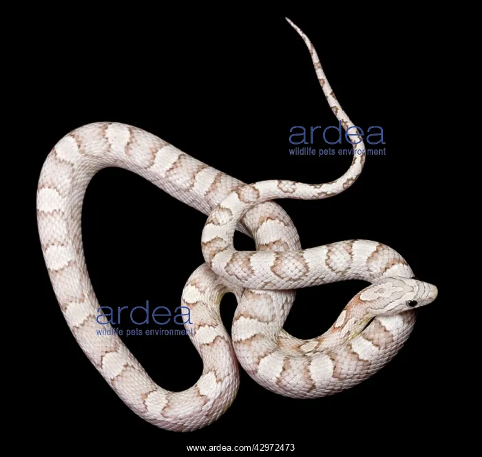 : Corn / Red Rat Snake - Ghost Silver Queen mutation : Corn / Red Rat Snake - Ghost Silver Queen mutation