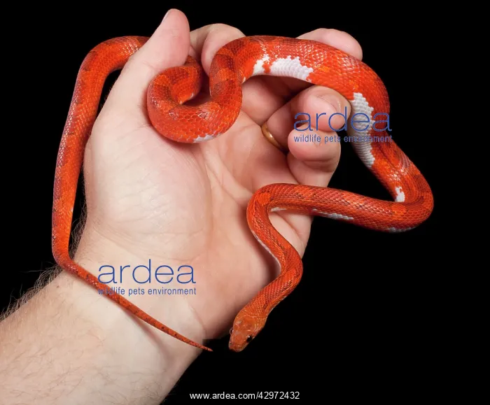  : Corn  /  Red Rat Snake - in hand - Hypo blood pied