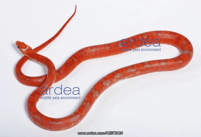 : Corn / Red Rat Snake - Hypo blood pied side' mutation : Corn / Red Rat Snake - Hypo blood pied side' mutation