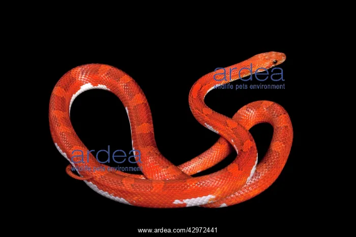 : Corn / Red Rat Snake - Hypo blood pied side' mutation : Corn / Red Rat Snake - Hypo blood pied side' mutation