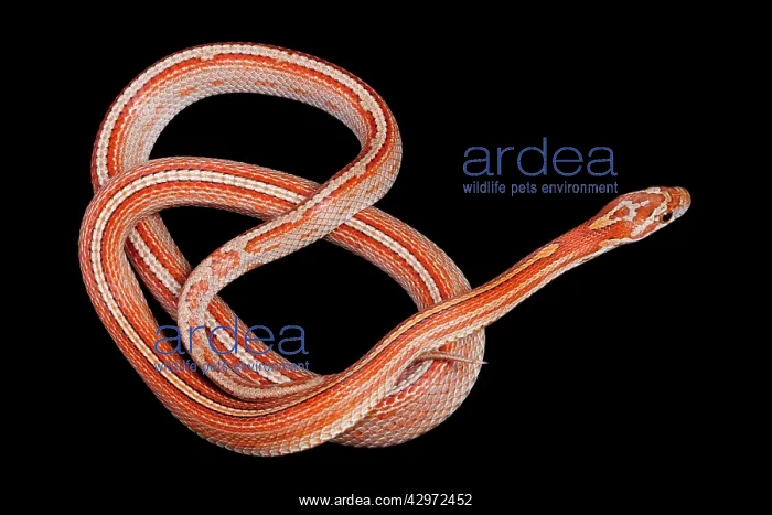 : Corn / Red Rat Snake - Miami stripe' mutation : Corn / Red Rat Snake - Miami stripe' mutation