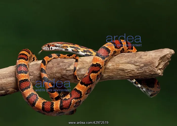 : Corn / Red Rat Snake - Okeetee' mutation : Corn / Red Rat Snake - Okeetee' mutation