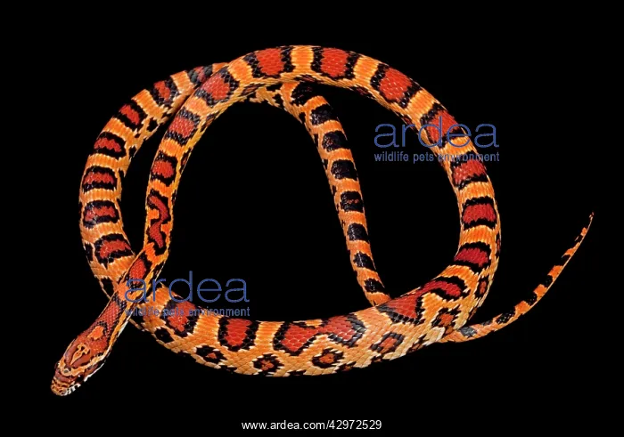 : Corn / Red Rat Snake - Okeetee' mutation : Corn / Red Rat Snake - Okeetee' mutation