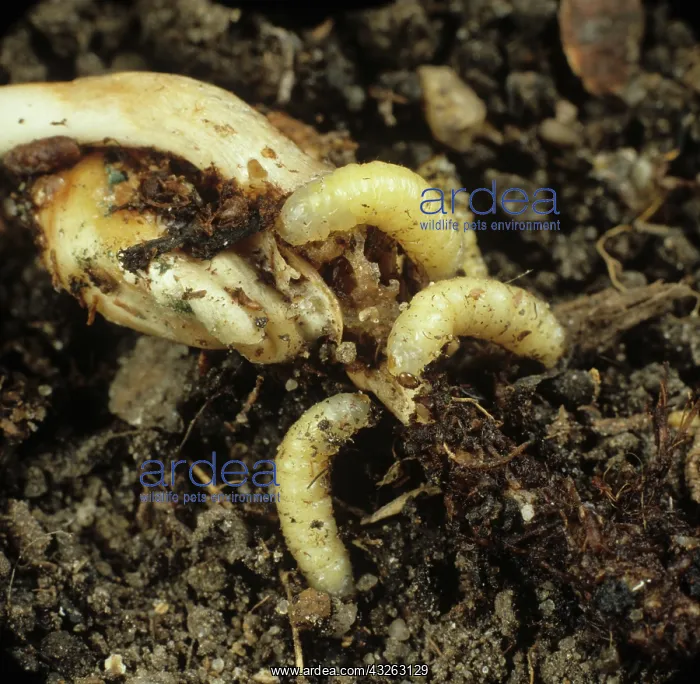 : Corn Rootworm (Diabrotica spp.) larvae : Corn Rootworm (Diabrotica spp.) larvae