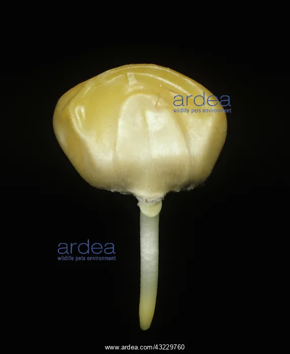 : Corn seed (Zea mays) germinating : Corn seed (Zea mays) germinating