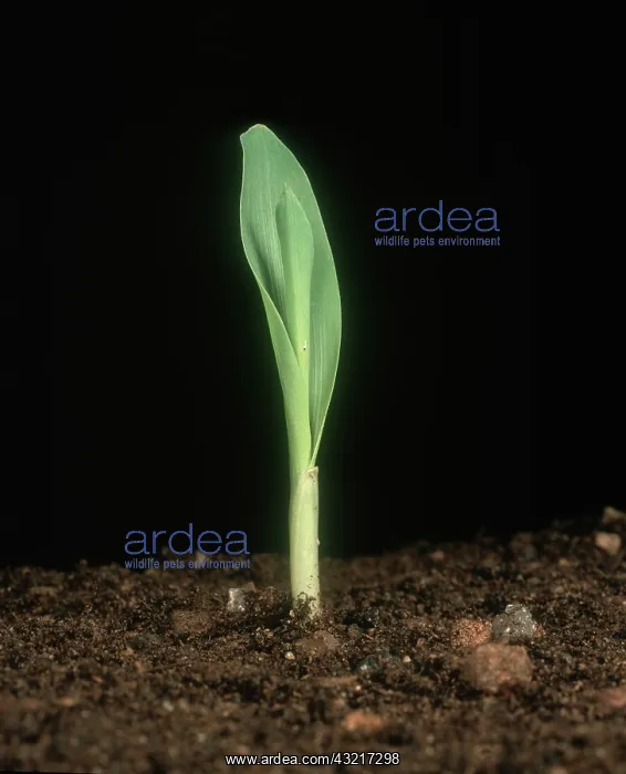 : Corn seedling : Corn seedling