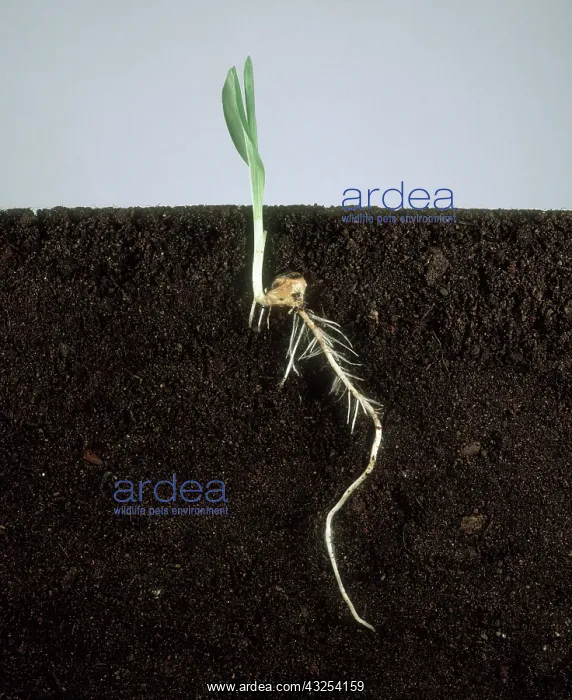 : Corn Seedling : Corn Seedling