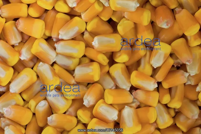 : Corn Seeds : Corn Seeds