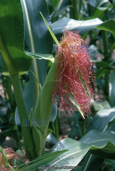 : Corn Silk. An ear of feed corn (Zea mays indentata) showing silk : Corn Silk. An ear of feed corn (Zea mays indentata) showing silk